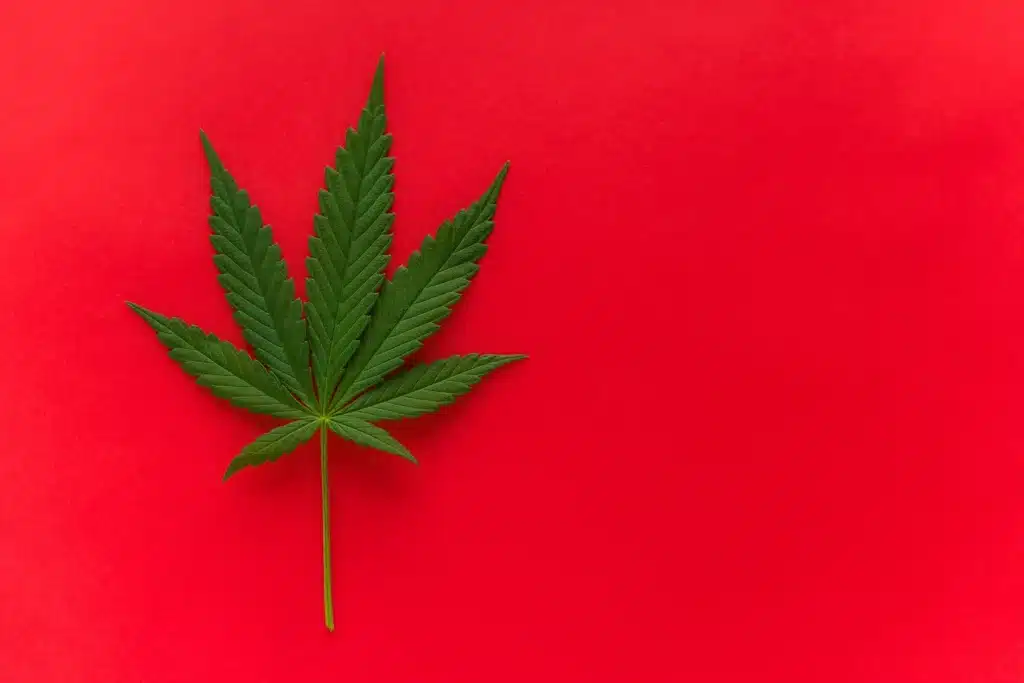 Cannabis leaf on a red background